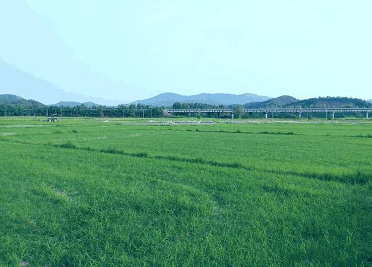 乐安江重金属污染农田治理试点项目